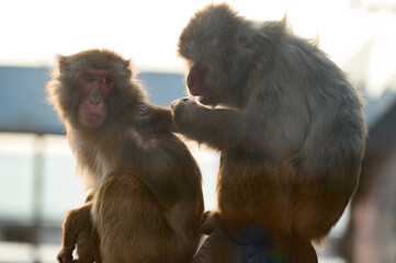 Japanese macaques and their life in a zoo, primates in a cage.
