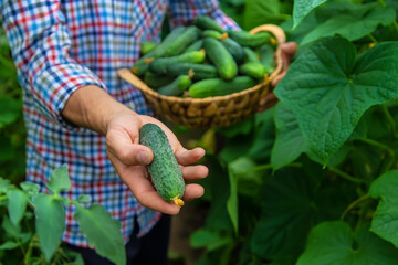 A man holds a harvest of cucumbers in his hands. Selective focus.