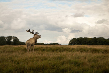 cerf blanc crème au milieu de la prairie de dos qui braie