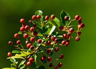 red Seed of Pyracantha