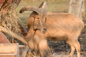 Maned ram eats hay, an animal in the zoo.