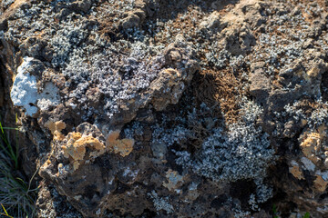 Closeup of lichen and moss growing on a rock Eldborg crater near Borgarnes South Iceland