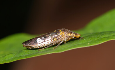Glassy-Winged Sharpshooter (Homalodisca vitripennis) ventral view resting on bark from a Crepe...