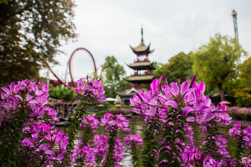 temple chinois et d'un grand huit cachés derrière des fleurs violettes