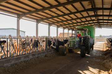 Special truck pouring piles of feed for dairy cows in a cowshed at a farm. Dairy farm livestock industry. Animals concept.