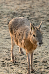 Dolichotis patagonum in the zoo, an animal of the genus Rodent.