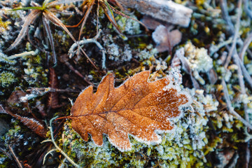 autumn leaves and grass in ice . first frost, dry leaf close-up. November, cold weather, onset of winter, autumn mood. Copy space