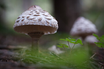 Shaggy Parasol (Chlorophyllum rhacodes) mushroom