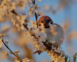 sparrow on a branch