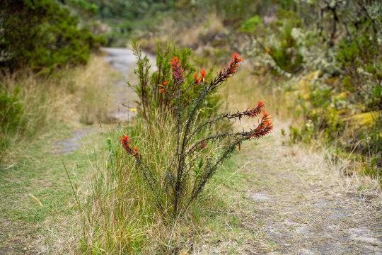 Hike to Paramo de Guacheneque, birthplace of the Bogota River. typical plant of the andean vegetation. at Villapinzón, Cundinamarca, Colombia