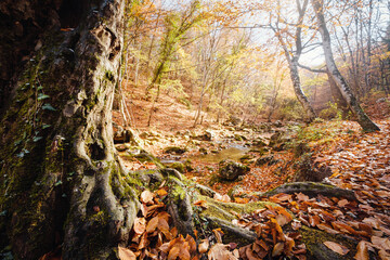 Autumn forest nature. Vivid morning in colorful forest with sun rays through branches of trees. Scenery of nature with sunlight