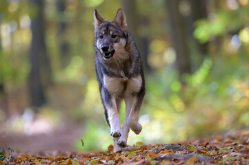 A dog or wolf runs in the forest.