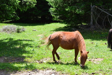 A horse on a meadow in Southtyrol 