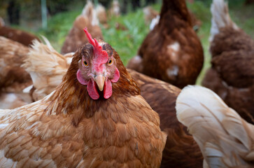 happy, healthy looking chicken on a chicken farm in Austria