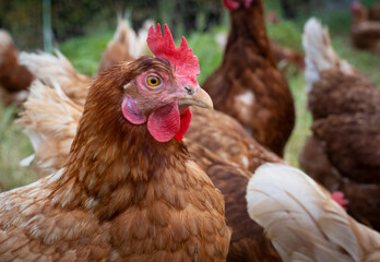 happy, healthy looking chicken on a chicken farm in Austria