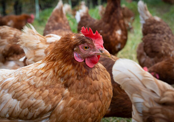 happy, healthy looking chicken on a chicken farm in Austria