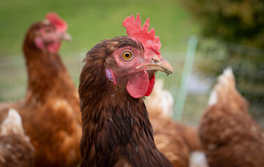 Fototapeta na wymiar happy, healthy looking chicken on a chicken farm in Austria