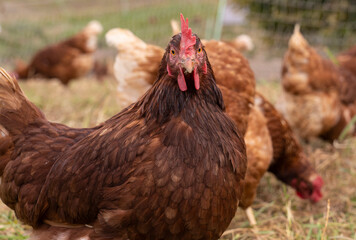 happy, healthy looking chicken on a chicken farm in Austria