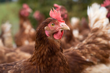 happy, healthy looking chicken on a chicken farm in Austria