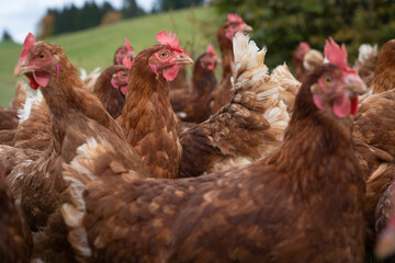 happy, healthy looking chicken on a chicken farm in Austria