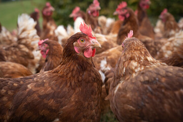 happy, healthy looking chicken on a chicken farm in Austria