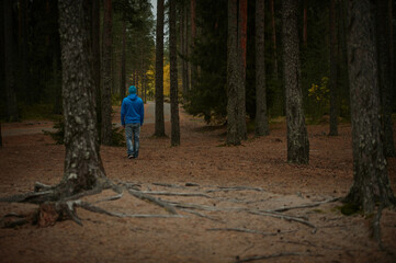 Fototapeta premium man walks in the pine forest in autumn