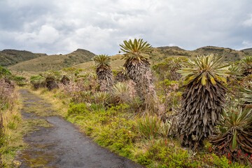 Hike to Paramo de Guacheneque, birthplace of the Bogota River. Espeletia (frailejones) is a genus of plants from the Asteraceae family, endemic to the páramo in the Andes. At Villapinzón, Colombia.
