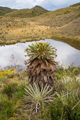 Hike to Paramo de Guacheneque, birthplace of the Bogota River. Espeletia (frailejones) is a genus...