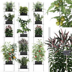 decorative vertical garden for the kitchen on a white background