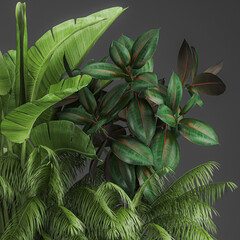 tropical thickets and bushes Strelitzia in a rust pot on a white background