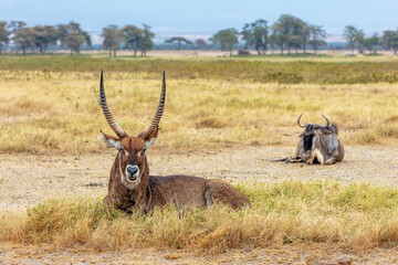 Naklejka na ściany i meble Waterbuck and Wildebeest in Kenya Africa