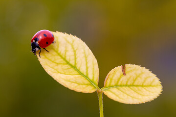 Ladybug on the leaf in the garden