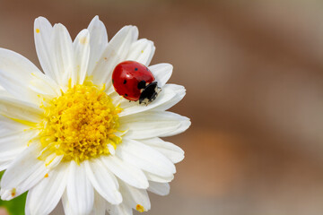 ladybug sitting on white flower.