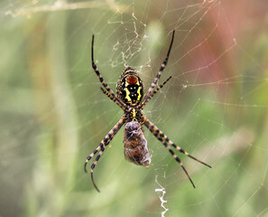 spider victim