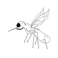 Illustration of the mosquito insect
