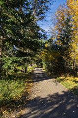Fototapeta na wymiar A Trail with Pine and Autumn Trees