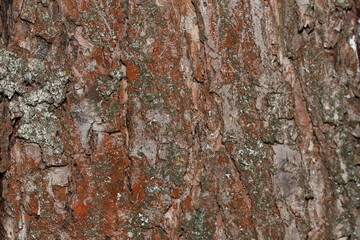 texture of the bark of an old tree