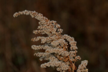 close up of fern