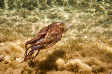 Octopus (Octopus vulgaris Cuvier, 1797) or octopus is a cephalopod of the Octopodidae family at sea