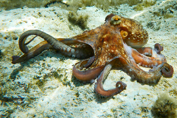 Octopus (Octopus vulgaris Cuvier, 1797) or octopus is a cephalopod of the Octopodidae family at sea - obrazy, fototapety, plakaty