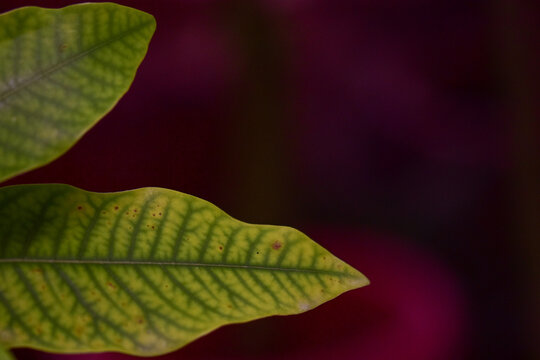 Closeup of phellodendron amurense leaves against a dark blurry background