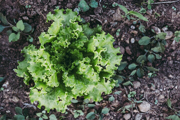 Salade en train de pousser dans la terre