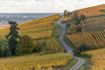 Vineyard with yellow leaves in autumn.