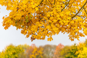 Yellow leaves of a maple tree in the countryside in autumn.