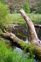 A log of a tree lies in the river, summer forest landscape.