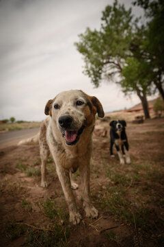Rez Dogs, Chinle, AZ