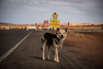 Rez Dog, Monument Valley, Arizona
