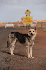 Rez Dog, Monument Valley, Arizona