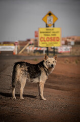 Rez Dog, Monument Valley, Arizona