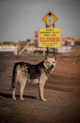 Rez Dog, Monument Valley, Arizona